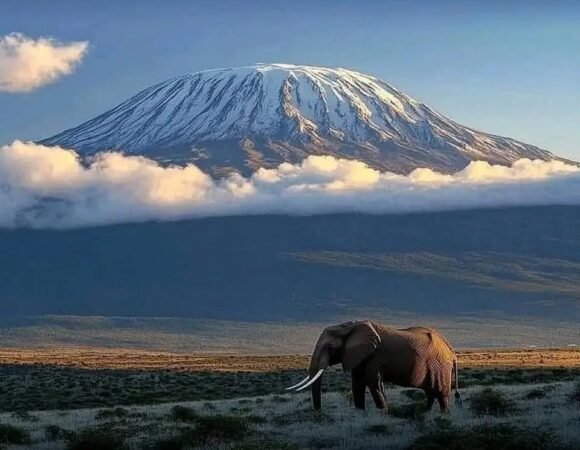 Big 5 Safari in Kenya – The Ultimate Guide to Spotting Africa’s Majestic Icons