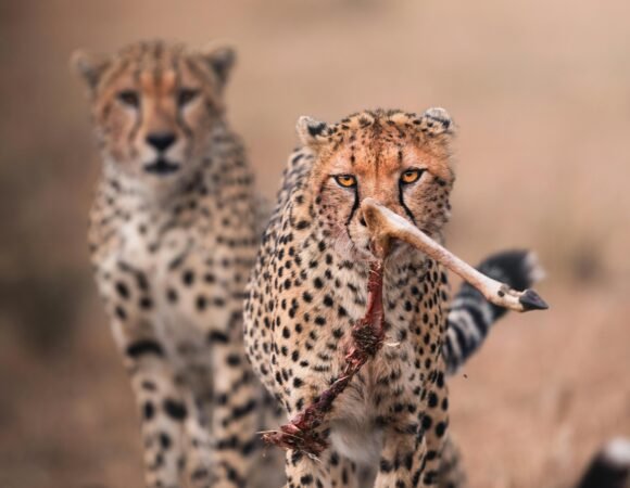 Exploring Maasai Mara: Pricing Your Safari Adventure in Kenya