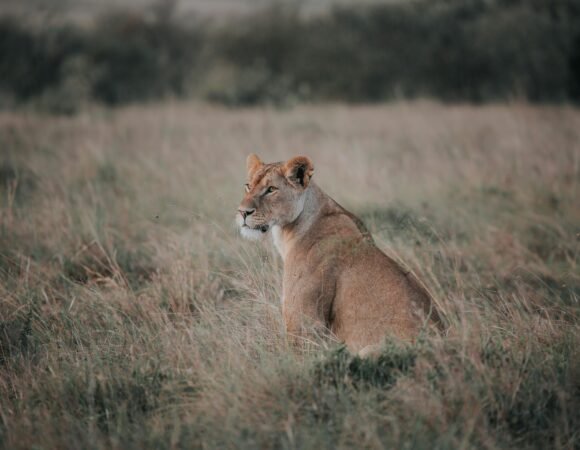 2-Day Masai Mara Safari – Mid-Range Wildlife Tour from Nairobi