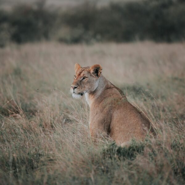 2-Day Masai Mara Safari – Mid-Range Wildlife Tour from Nairobi