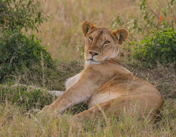 Big 5 Safari Kenya – Your Ultimate Wildlife Adventure