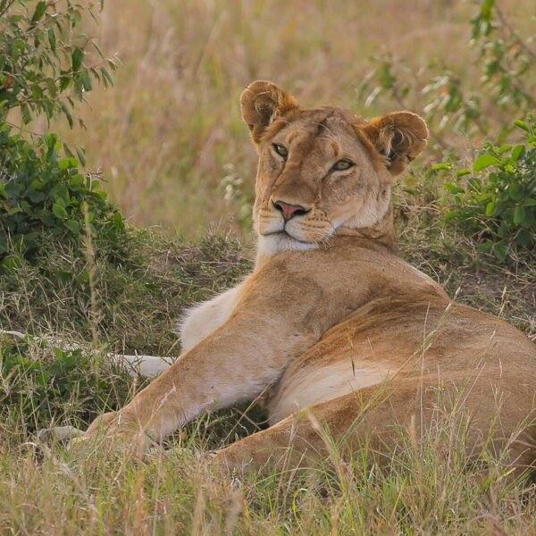 5-Day Classic Big 5 Safari in Kenya: Masai Mara, Lake Nakuru & Lake Naivasha