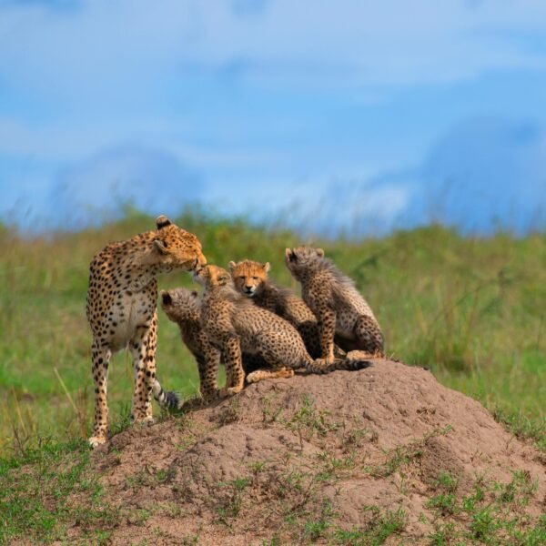 4-Day Sunrise & Sunset Maasai Mara Safari – Private Big Five Experience with Stawi Adventures