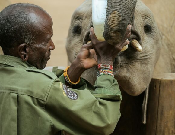 Laikipia vs. Samburu: Which Northern Kenya Safari Destination is Right for You?