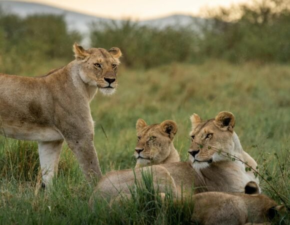 Best Luxury Safari Lodges in Maasai Mara for Migration Season