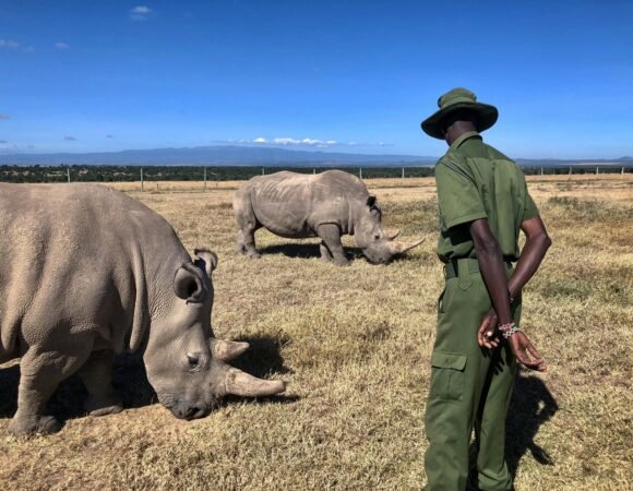 From the Great Migration to the Big 5: When to Visit for the Best Wildlife in Kenya
