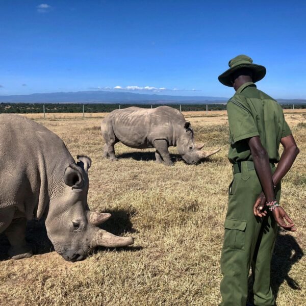 6-Day Samburu, Ol Pejeta & Lake Nakuru Safari – Northern Kenya Explorer