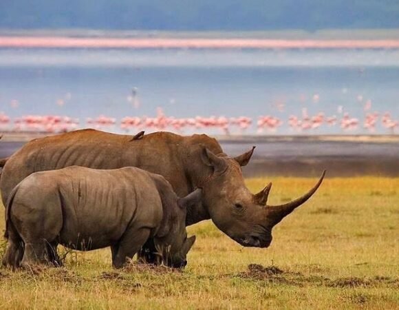 Why January Is the Smartest Time to Book a Private Luxury Safari