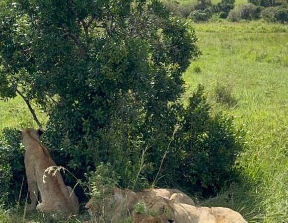 8-Day Luxury Safari: Samburu Wildlife, Nakuru, Naivasha & Maasai Mara Wonders