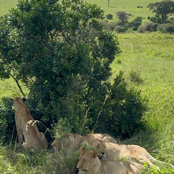 8-Day Luxury Safari: Samburu Wildlife, Nakuru, Naivasha & Maasai Mara Wonders