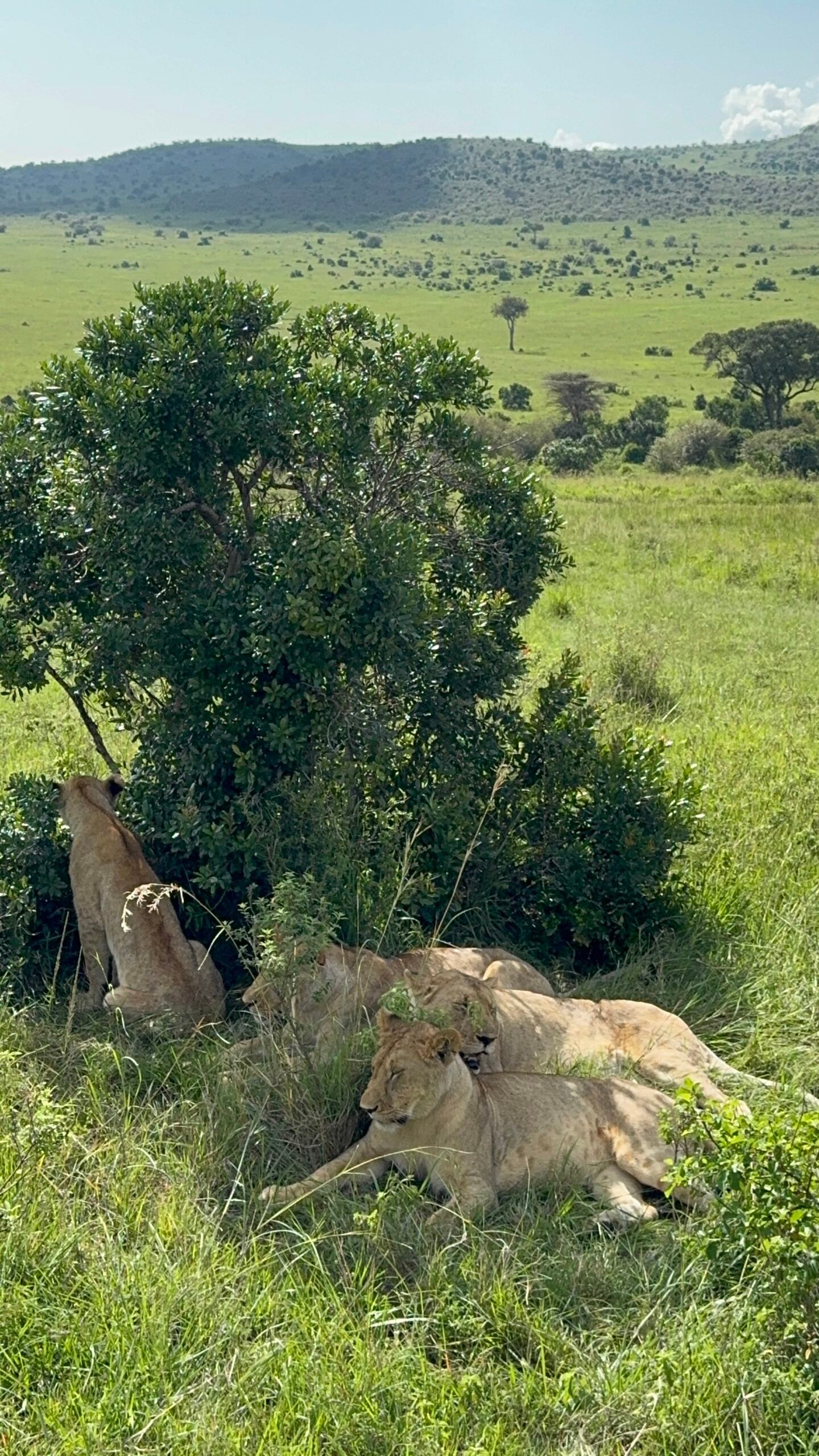 8-Day Luxury Safari: Samburu Wildlife, Nakuru, Naivasha & Maasai Mara Wonders
