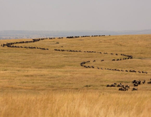 Luxury Fly-In Maasai Mara Migration Safari Packages from Nairobi
