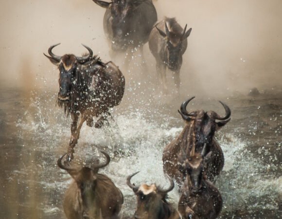 3-Day Great Migration Safari in Maasai Mara with Hot Air Balloon Safari