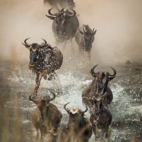 3-Day Great Migration Safari in Maasai Mara with Hot Air Balloon Safari
