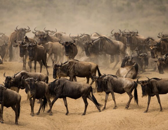 Luxury Maasai Mara Safari: Your Complete Guide to the Great Migration & Private Conservancies