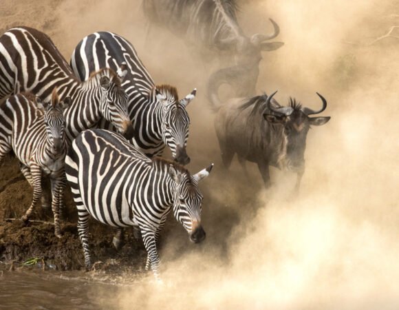 Exclusive Maasai Mara Conservancy Safaris During the Great Migration