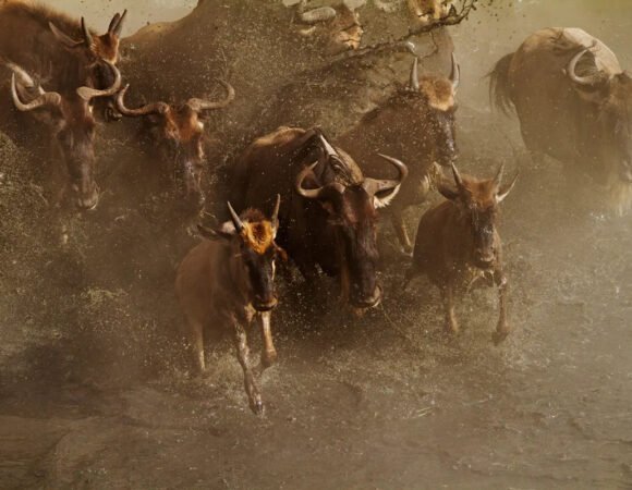 4-Day Great Migration Safari in Kenya – Ultimate Maasai Mara Migration Experience