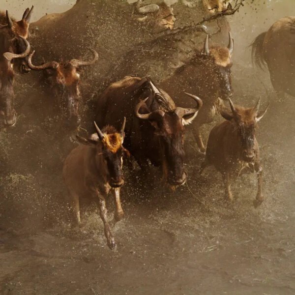 4-Day Great Migration Safari in Kenya – Ultimate Maasai Mara Migration Experience